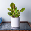 Cutter & Squidge Prayer plant