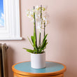 Cutter & Squidge Orchid with ceramic pot