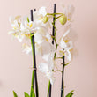 Cutter & Squidge Orchid with ceramic pot